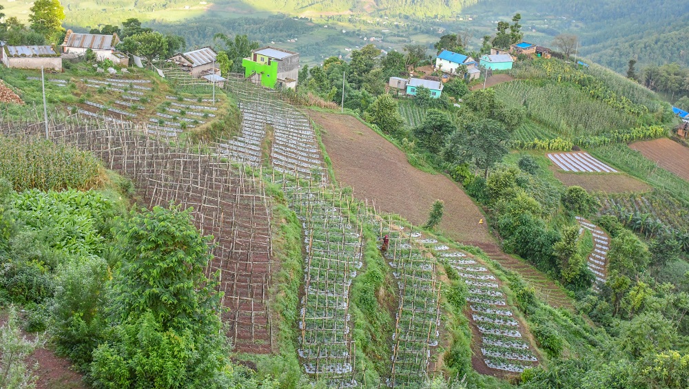 मौलाकोटमा फस्टायो व्यावसायिक तरकारी खेती